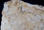 Dictyophyllum sp. (LINDLEY & W. HUTTON 1834) & Podozamites sp. - Bild © FossNet FossilienStore